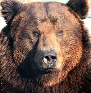 grizzly-bear-portrait